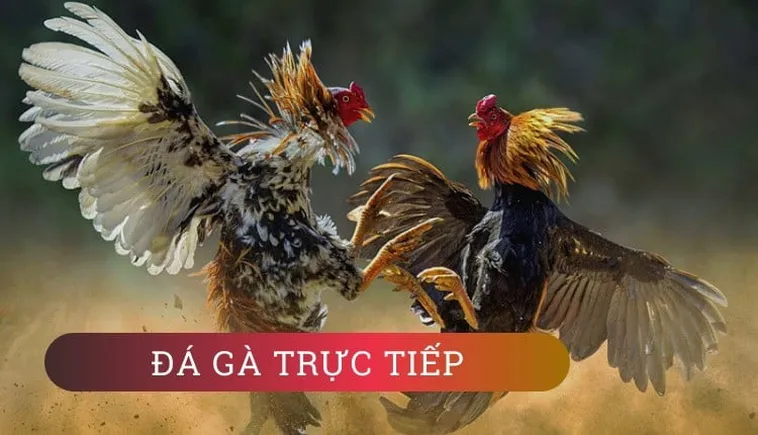 Hướng Dẫn Chơi Đá Gà WS168 Tại Xoso66: Trải Nghiệm Trận Đấu Kịch Tính